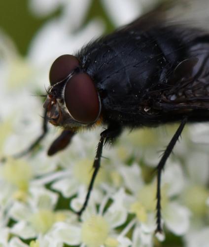 Calliphora vomitoria